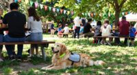 pet safety during events
