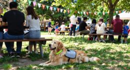 pet safety during events